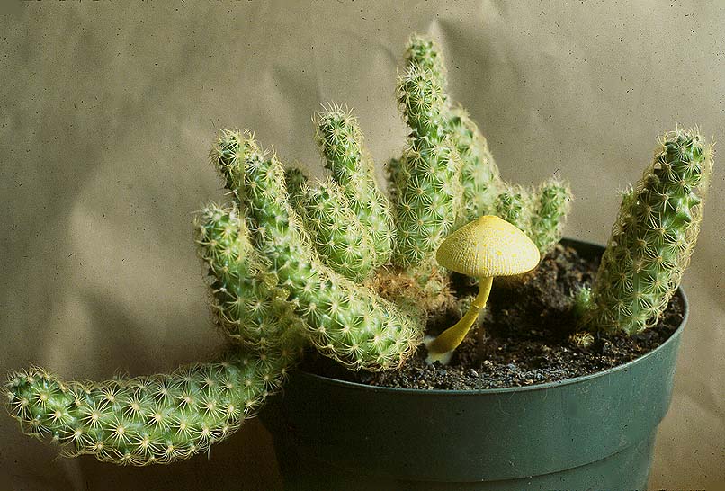 Leucocoprinus birnbaumii